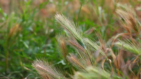 Ear of wheat Stock Footage 24790506