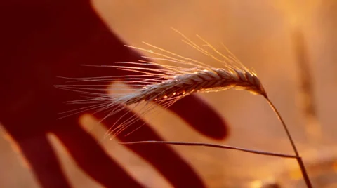 Ear of wheat Stock Footage 34726669