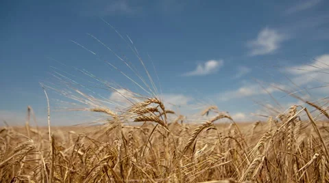 Ear of wheat Stock Footage 40519650