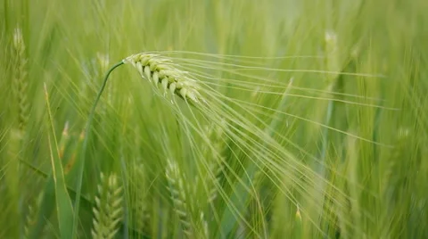 Ear of wheat Stock Footage 48344016
