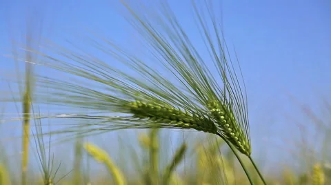 Ear of wheat 스톡 동영상 50348130