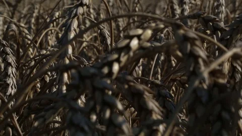 Ear of wheat Stock Footage 74446626