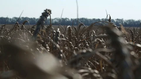 Ear of wheat Stock Footage 74447025