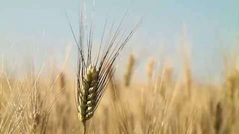 Ear of wheat Stock Footage 75765338