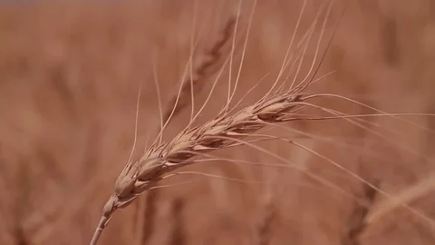 Ear of wheat Stock Footage 75915068