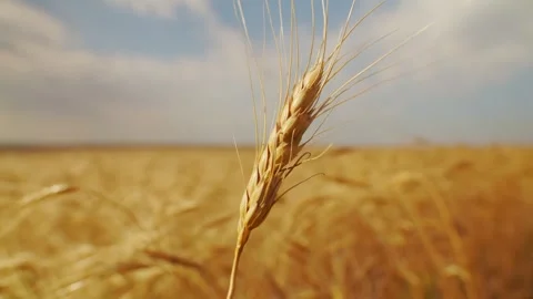An ear of wheat in foreground develops in wind, blurred field of wheat in 스톡 동영상 139474704