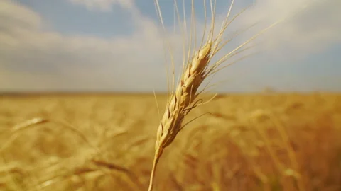 An ear of wheat in foreground develops in wind, blurred field of wheat in Stock Footage 139795234
