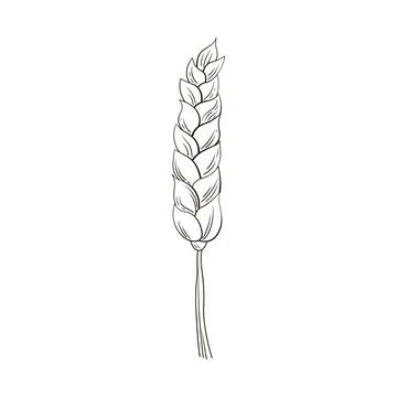 Ear of wheat in hand drawn style isolated on white background for poster, label Stock Illustration