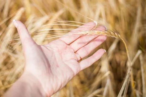 The ear of wheat in hand Stock Photos