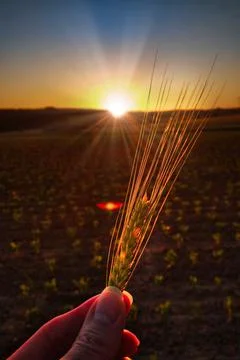 Ear Of Wheat In Hand At Sunset Stock Photos