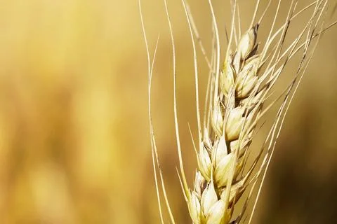 Ear of wheat macro closeup Stock Photos