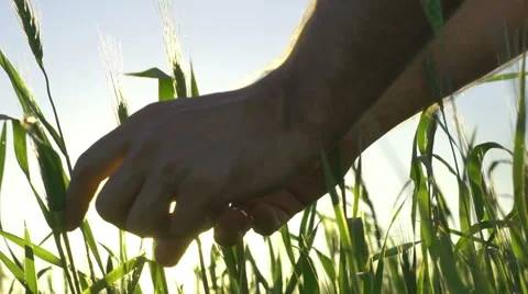 Ear of wheat in the men hands farmer. Stock Footage 39960224