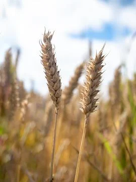 Ear of wheat in the middle of field in blue golden colors Stock-Fotos