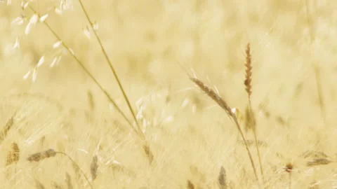Ear of wheat moved by the wind during summer day Video stock 141812935