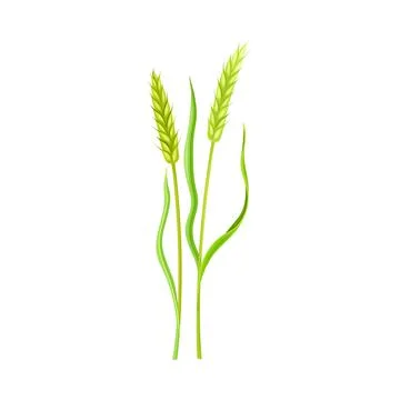 Ear of Wheat or Barley as Grain Crop or Cereal Specie and Cultivated Grass on Stock Illustration