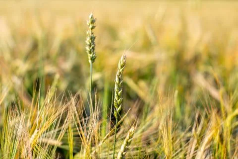 An ear of wheat or rye in the field. A field of rye at the harvest period Stock Photos