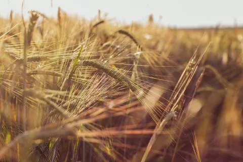 An ear of wheat or rye in the field. A field of rye at the harvest period Stock Photos