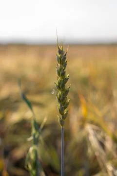 An ear of wheat or rye in the field. A field of rye at the harvest period Stock Photos