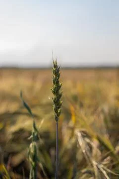 An ear of wheat or rye in the field. A field of rye at the harvest period Stock Photos