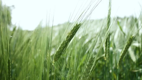 Ear Of Wheat In An Organic Wheat Corn Field In The Summer Time In 4K Stock Footage 109552901
