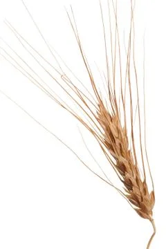 Ear of wheat Stock Photos