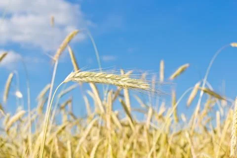 Ear of wheat Stock Photos