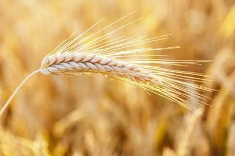 Ear of wheat Stock Photos
