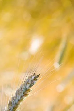Ear of wheat Stock Photos