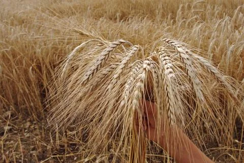 Ear of wheat Stock Photos