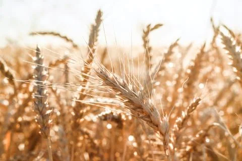 An ear of wheat Stock Photos