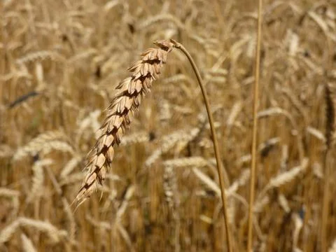 Ear of Wheat Stock Photos