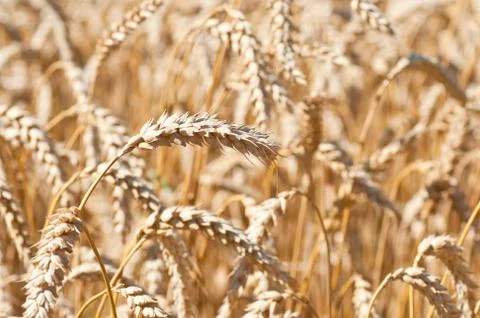 Ear of wheat Stock Photos