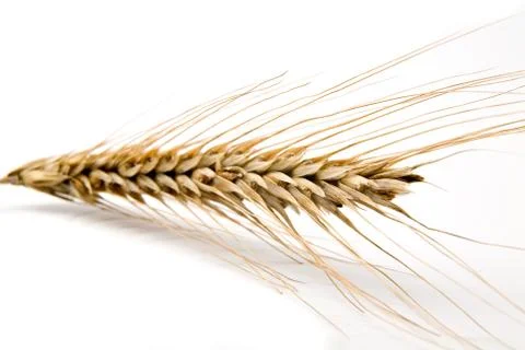 Ear of wheat Stock Photos
