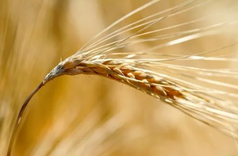Ear of the wheat Stock Photos