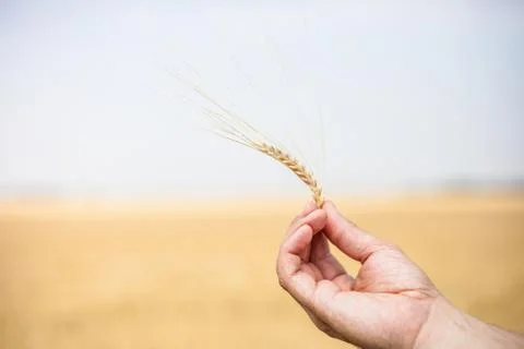 Ear of wheat Stock Photos
