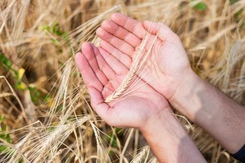 The ear of wheat Foto stock