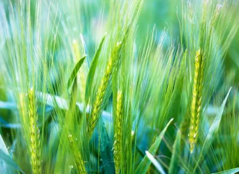 Ear of wheat - soft background Stock Photos
