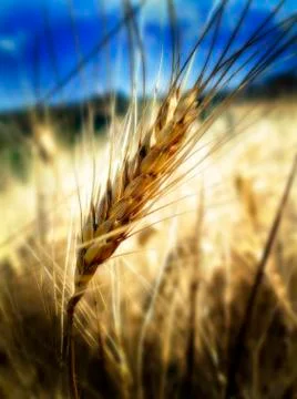 Ear of wheat in the sun Stock Photos