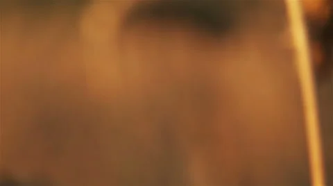 Ear of wheat in the sunbath Stock Footage 55818285