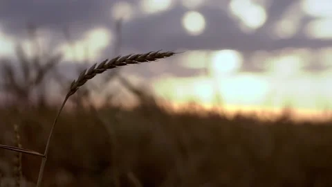 Ear of wheat at sunset in the wind before harvesting. Stock Footage