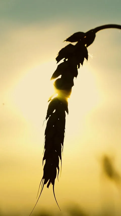 Ear of wheat swaying in wind Yellow wheat field, sun. Ripe wheat harvest Stock Footage 284751203