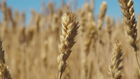 An ear of wheat sways in the wind 動画素材 136246186