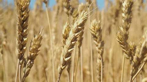 An ear of wheat sways in the wind 動画素材 136246483