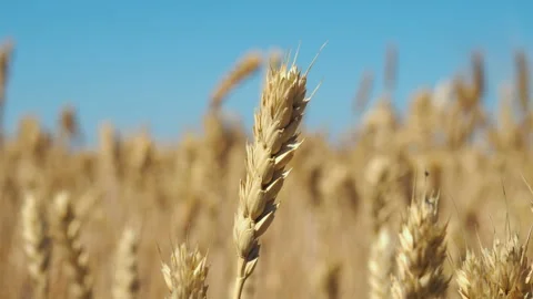 An ear of wheat sways in the wind Stock Footage