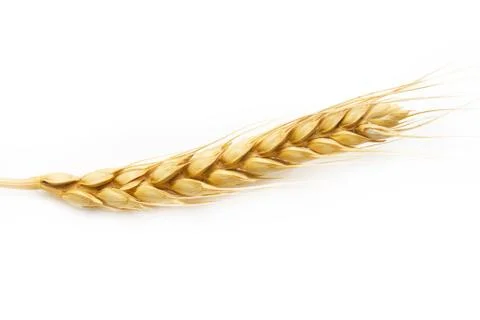 Ear of wheat on a white background Stock Photos