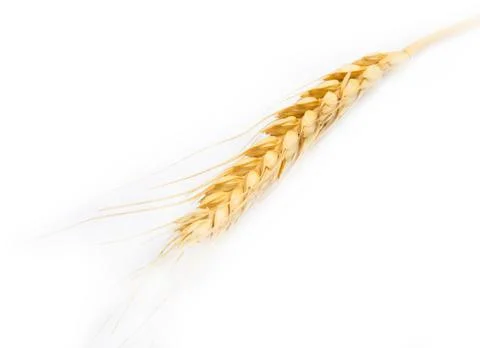 Ear of wheat on a white background Stock Photos