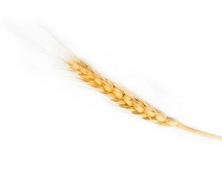 Ear of wheat on a white background Stock Photos