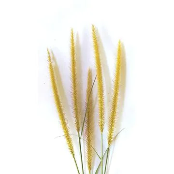 Ear of wheat on white background Stock Photos