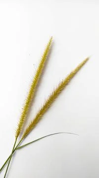 Ear of wheat on white background Stock Photos