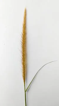 Ear of wheat on white background Stock Photos